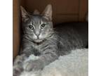 Adopt Nala a Domestic Short Hair