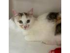 Adopt Kimber a Domestic Short Hair