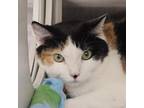 Adopt Missy a Domestic Short Hair