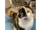 Adopt Mel a Domestic Short Hair