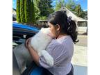 Experienced Pet Sitter in Trail, BC $30/hr Trustworthy & Affordable Services
