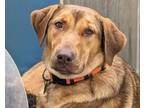 Adopt Virginia Woof aka Rizza a Labrador Retriever, Mixed Breed