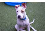 Adopt Delilah a American Staffordshire Terrier, Mixed Breed