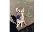 Adopt Layla a Siberian Husky