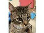 Adopt Decadence a Domestic Short Hair