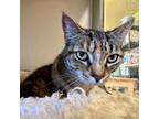 Adopt Mary J Blige a Domestic Short Hair