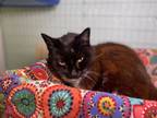 Adopt Vira a Domestic Short Hair