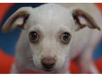 Adopt Fritter a Mixed Breed