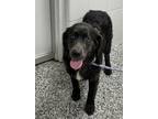 Adopt Lucy a Newfoundland Dog, Golden Retriever