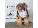 Adopt Lottie a Yorkshire Terrier