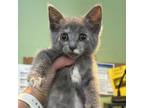 Adopt Tilly a Domestic Short Hair