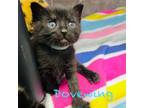 Adopt DoveWing a Domestic Short Hair