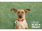 Adopt Caramel a Mixed Breed