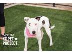 Adopt Sedna a Bull Terrier, Mixed Breed