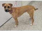 Adopt Libby a Mixed Breed