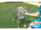 Adopt Macaroon a Pit Bull Terrier, Mixed Breed