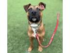 Adopt Pinata a Mixed Breed