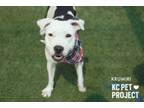Adopt Krumiri a Pit Bull Terrier, Mixed Breed