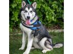 Adopt Akali (C000-222) - Claremont Location a Husky