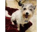 Adopt Beatrix (C000-133) - Costa Mesa Location a Terrier