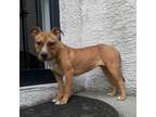 Adopt Susie Q a Mixed Breed