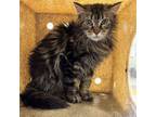 Adopt Toodles a Domestic Medium Hair