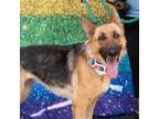 Adopt Wilma a German Shepherd Dog