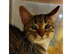 Adopt Nala a Domestic Short Hair