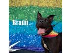 Adopt Braun a Pit Bull Terrier