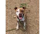 Adopt Prim a Pit Bull Terrier