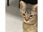 Adopt Luna a Domestic Short Hair