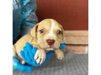 Adopt Pina Colada a American Staffordshire Terrier