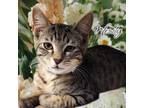 Adopt Wendy a Domestic Short Hair