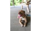 Adopt Desiree a Mixed Breed