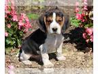 Beagle PUPPY FOR SALE ADN-795028 - Beagle Puppies Available