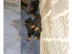Rottweiler PUPPY FOR SALE ADN-795215 - Rottweiler puppies