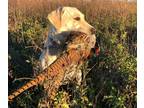 Labrador Retriever PUPPY FOR SALE ADN-795266 - AKC Registered Yellow Labrador