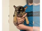 French Bulldog PUPPY FOR SALE ADN-795281 - DogsRus