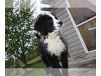 Bernedoodle PUPPY FOR SALE ADN-795342 - Black and White Bernedoodle Puppy