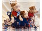 American Pit Bull Terrier PUPPY FOR SALE ADN-795361 - Silver Fawn American