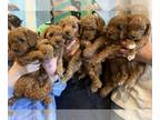 Cavapoo PUPPY FOR SALE ADN-795367 - Deep Red Toy F1b Cavapoos