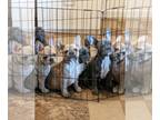 French Bulldog PUPPY FOR SALE ADN-795395 - AKC French bulldog puppies 14 weeks