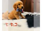 Golden Irish PUPPY FOR SALE ADN-795399 - Golden Irish Pups