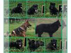 German Shepherd Dog PUPPY FOR SALE ADN-795401 - Long Haired Male pups AKC
