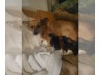 Doxie-Pin PUPPY FOR SALE ADN-795402 - Great Playful puppies looking for new home