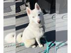 Alaskan Husky PUPPY FOR SALE ADN-795425 - Husky for sale