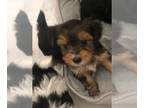 Yorkshire Terrier PUPPY FOR SALE ADN-795426 - Beautiful Traditional and Parti