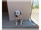 Dalmatian PUPPY FOR SALE ADN-795444 - Dalmatian Puppies