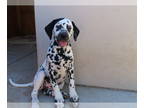 Dalmatian PUPPY FOR SALE ADN-795446 - Dalmatian Puppies