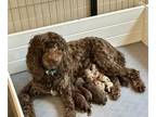 Goldendoodle PUPPY FOR SALE ADN-795447 - Chocolate Goldendoodles Ready July 10th